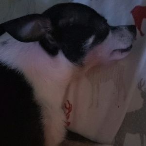 Meet your Posher, Lolli